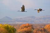 Sandhill Cranes_73133